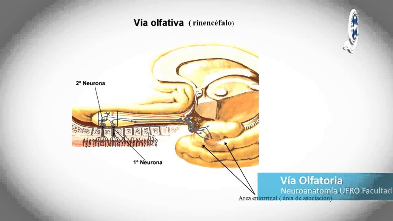 Via del Gusto y Olfato Neuroanatomía