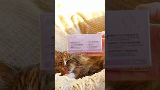 Gettested Herpes Test For Cats Easy At-Home Pet Test