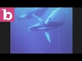 Whales and Snorkeling - United States: 1970s