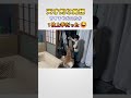 犬をだましきれない７歳児♪ #大型犬のいる生活 #goldenretreiver