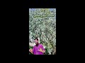 شجرة الزيزفون في الجزائر فوائد مدهشة واستخدامات علاجية لا تصدق Mashtalatkarim 