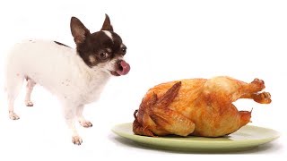 Steve Dale: Keep Your Pets Safe This Thanksgiving