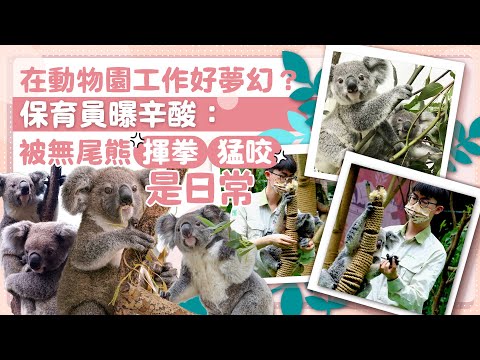 在動物園工作好夢幻？　保育員曝辛酸：被無尾熊揮拳猛咬是日常 @ChinaTimes