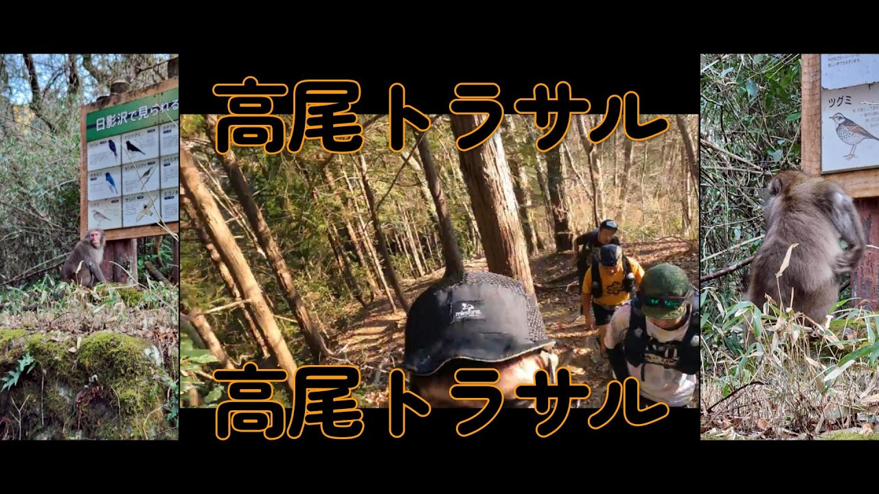 高尾トラサルディ　グループトレラン　野猿遭遇