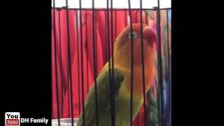 3 HOURS LOVEBIRD SOUNDS MASTERAN LB NONSTOP 3 JAM