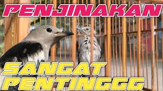 CARA MENJINAKAN BURUNG JALAK KAPAS