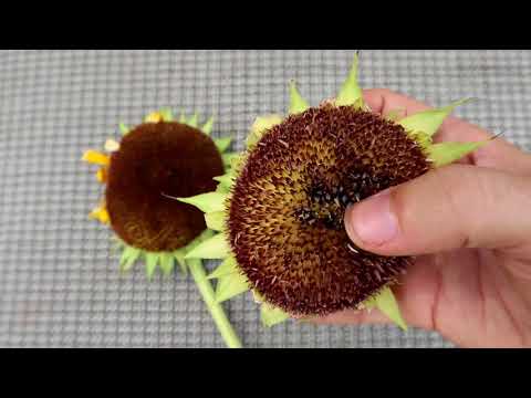 HOW TO PICK SUNFLOWER SEEDS: QUICK TIPS