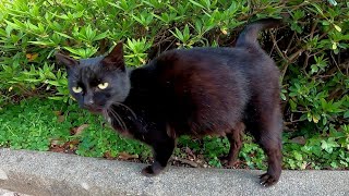 黒猫が突然寄ってきてゴロゴロ甘えてきた