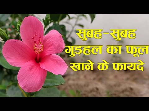 वीडियो: क्या मैलो फूल खाने योग्य हैं?