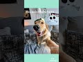 sapne bade dekho #shortvideo #phonkagressive #cat #dogshorts #doglife #edit #dogedition #dogsworld
