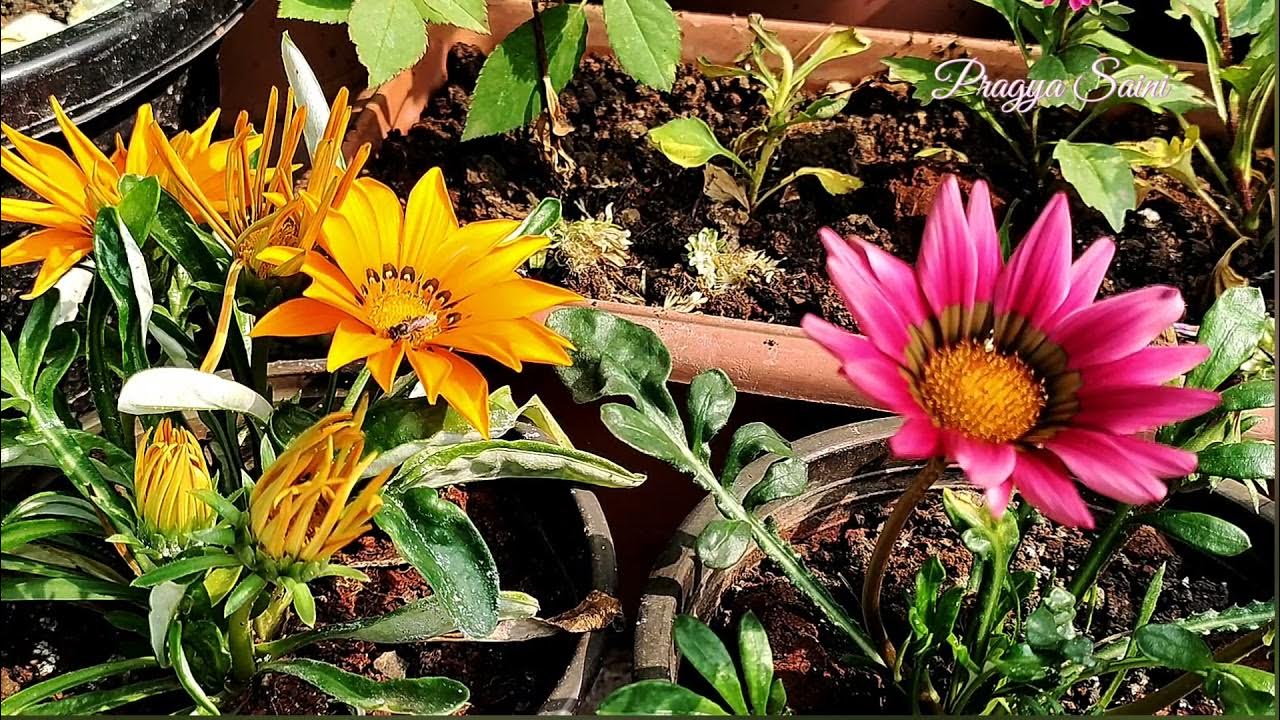 Gazania Blooming Time Lapse YouTube