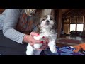 Angelheart Havanese - Adele x Hosmer at 7 weeks.   "Snickers" 10/15/2018