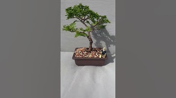 Hinoki bonsai tree #badbunny #jbalvin #music #hinoki #bonsai #bonsaitree #shorts #nature #garden