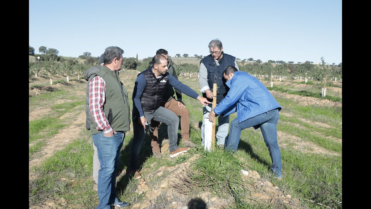 XI Jornadas Almendro Ecológico 2022 Crisolar. Aspectos clave de la poda del almendro ecológico