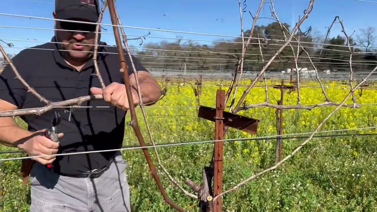 Quadrilateral Cane Pruning 