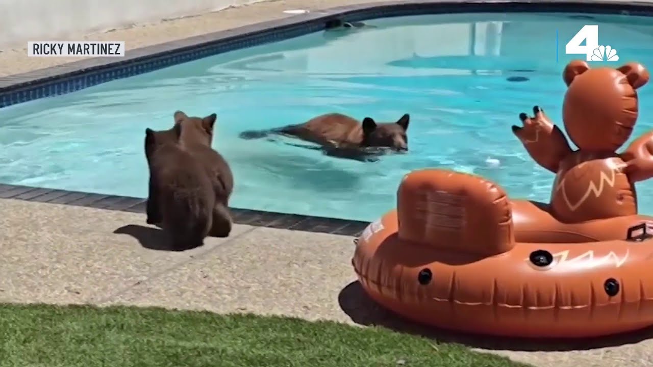 Bear and adorable cubs visit pool at Monrovia home - YouTube