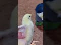 入雛7日目🐣今日は体重測定📏この時期の体重はその後の成績を大きく左右する大事な指標。しっかり乗っているか、ズレていないかを一羽一羽チェック。順調に育ってくれているのが何よりです。