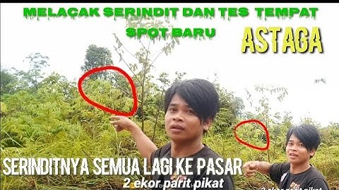 melacak serindit di spot baru lokasi terbaik//hasilnya bikin kecewa