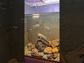 Predator fish megatank #ikanhias #ikanhias #predatorfish #aquarium #megatank #aquascape