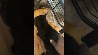 My Seven-Year-Old Cat Hes Lived With Me Everywhere