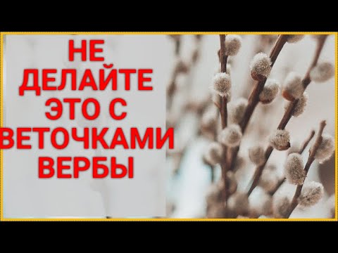 Как правильно избавиться от прошлогодней веточки вербы