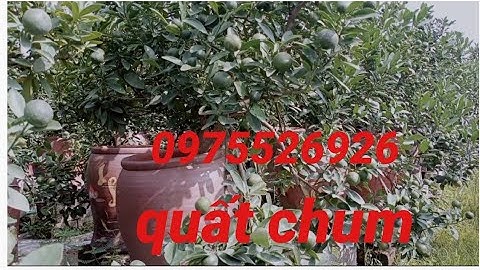 Quất Chum Chơi Tết Năm 2021