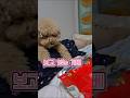 진해성 댕댕이 보고 있는 가베 내가 알아서 한당께푸들 애완견#푸들#애완견#댕댕이 #진해성#강아지#동물농장강아지#반려견#강아지일상#애견영상#강아지브이로그#pets#미스터미스터#산책