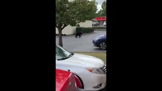 Black Bear Spotted In Johnson City