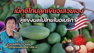 ผลไม้ไทยในอเมริกาแพงสุด เจอเม็กซิโกปลูกพันธุ์ไทยแข่ง ส่งออก