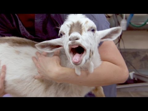Video: Castration Of Animals - Mockery Or Panacea?