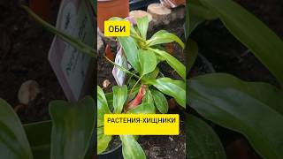 Насекомоядные растения | Непентес | Растение-хищник ОБИ