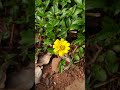 Con Ông Mật và Hoa mini, MacroTiNi