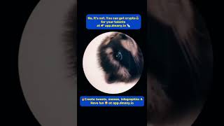 Have Fun, Show Your Talents Get From Your Fav Projects Start Here App.dmany.io