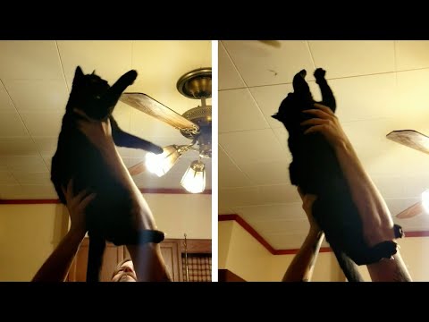 Man Holds Up His Cat To Help Catch Fly