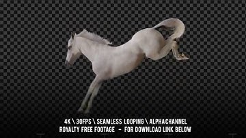 Horse white jumping. Isolated and cyclic animation. Alpha channel