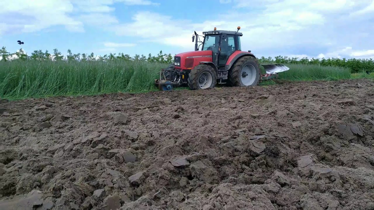 🔥Oranie żyta Massey Ferguson 8220 Kverneland 4 Skiby 🔥