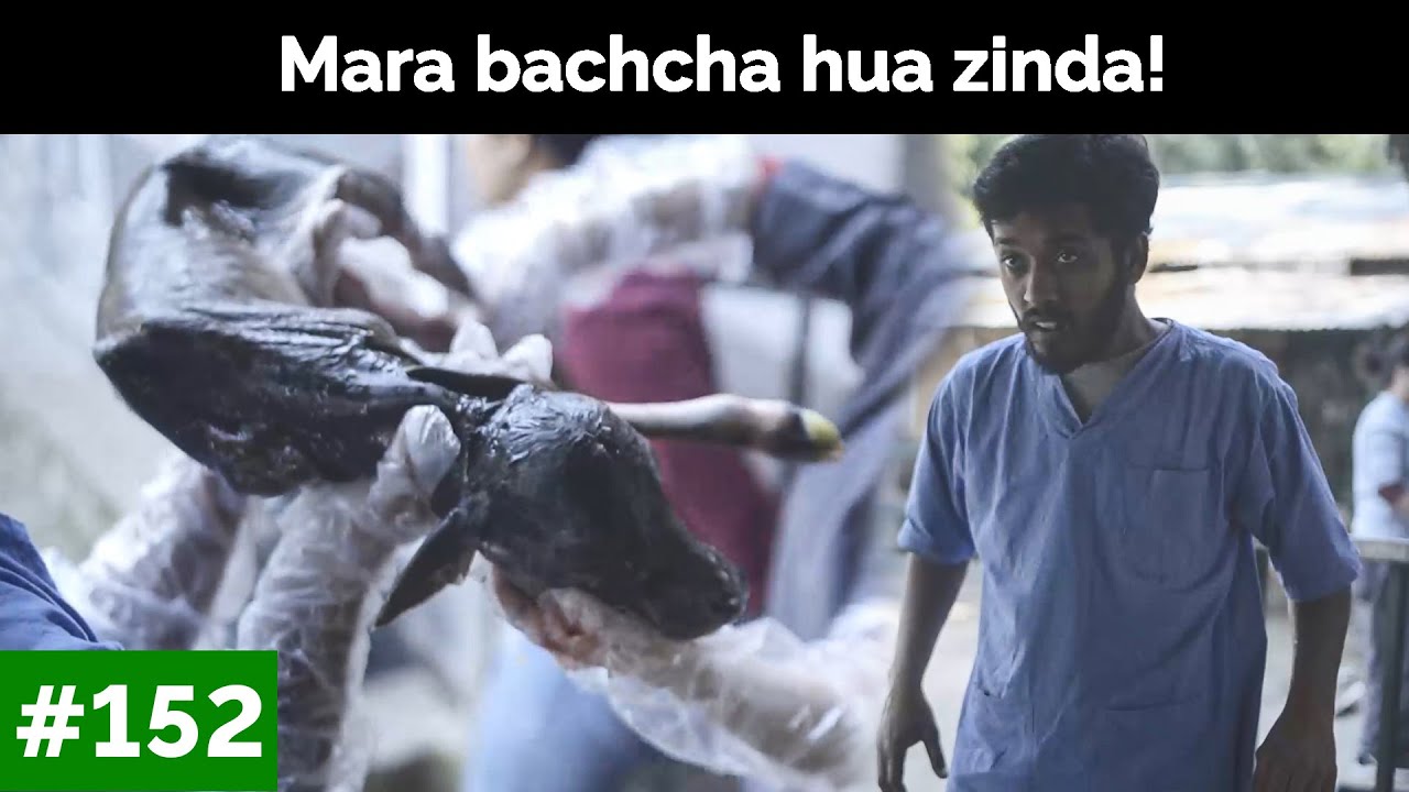 Bachcha mar kar bhi hua zinda! | Peepal Farm Update #152