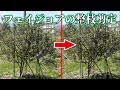 フェイジョアの整枝剪定のやり方。実践編【feijoa】