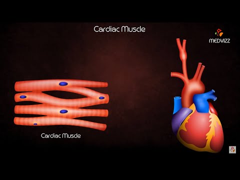 Cardiac Muscle Physiology Animation