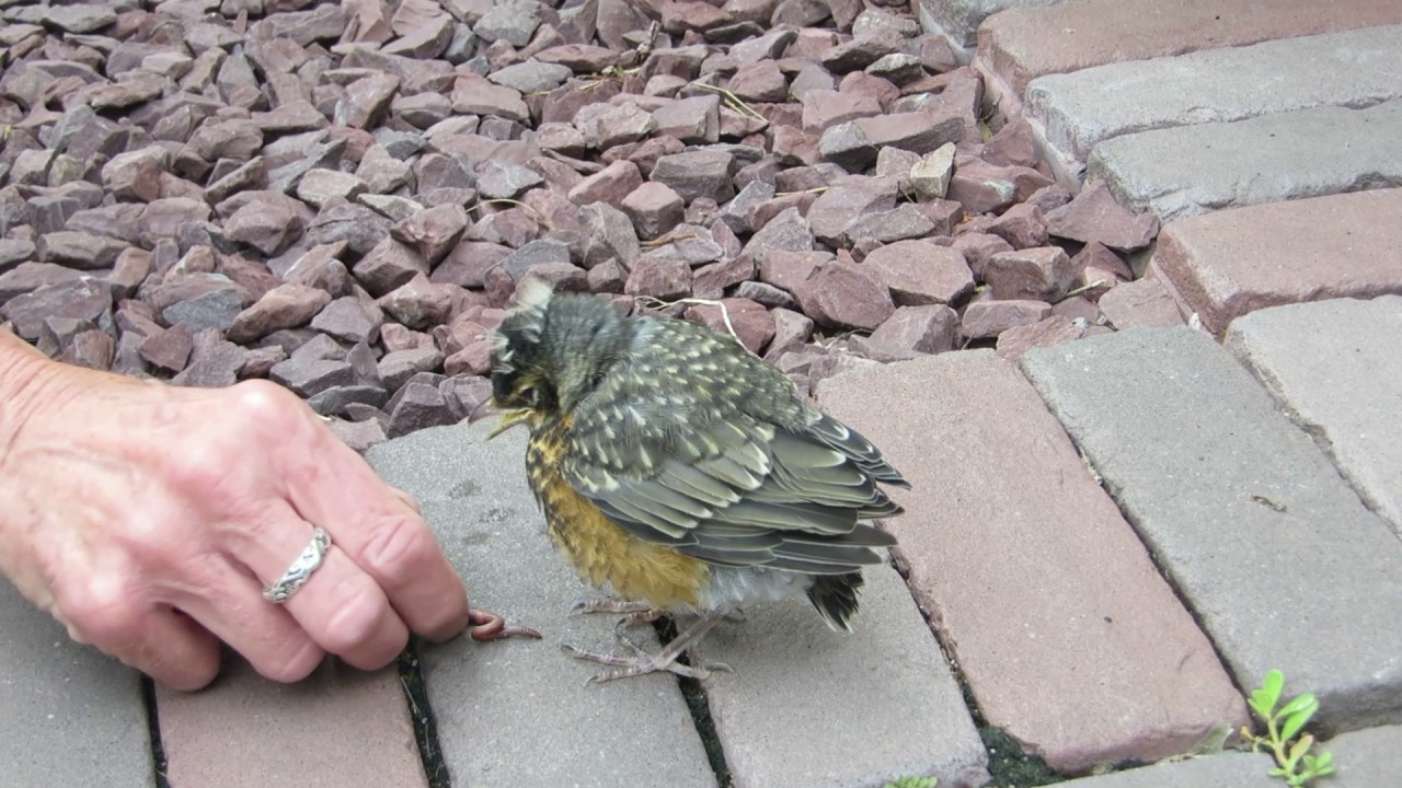 Baby Robin Eating Worm YouTube