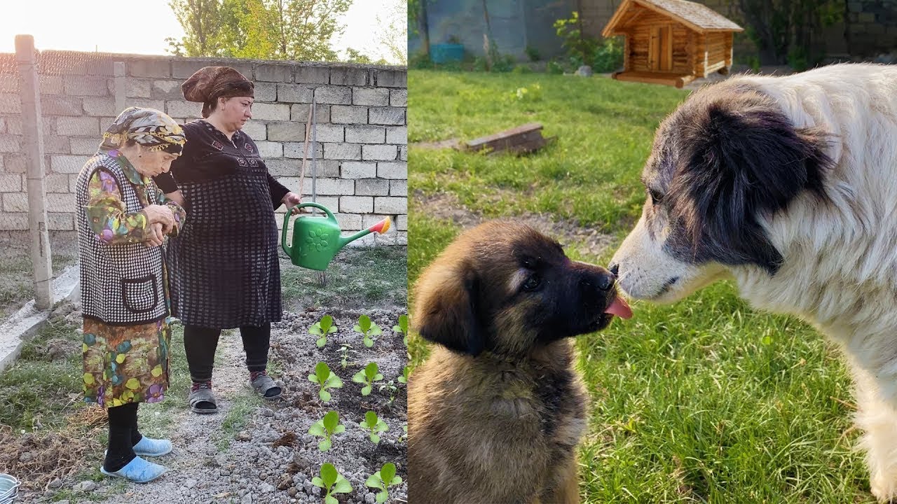 Строим забор на своей ферме, а бабушка готовит вкусные рецепты