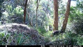 2022-06-07 12:36:22/Alectura lathami/Australian brush-turkey