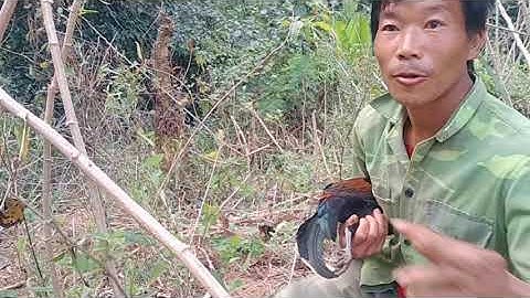 Yos hav zoov 2022 tas kis 17/2/2022 mus cuab qaib qus los mas zoo heev li l tsu vaj l