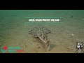 IEG Angel Shark Project Ireland Trailer