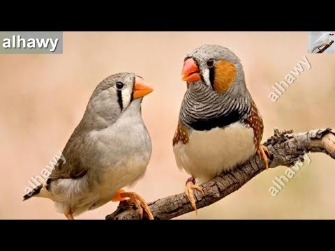 تغريد طائر الزيبرا فينش لتهييج الطيور عند التزاوج