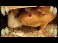 Guinea pigs try Belgian endive for the first time