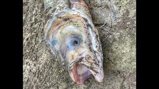 صيد اول سمكة من ال ‏BigHead Carp￼
