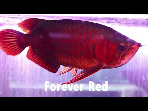 Forever Red ต่างกับ Chili Red ยังไงกัน  ปลามังกร P&P Arowana เชียงใหม่ ส่งได้ทั่วไทย