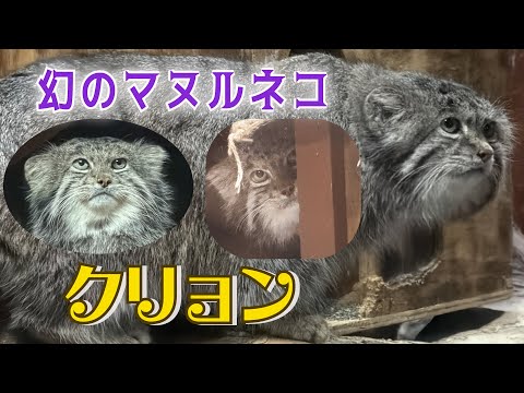 幻のマヌルネコ🐾クリョン UENO ZOO manul