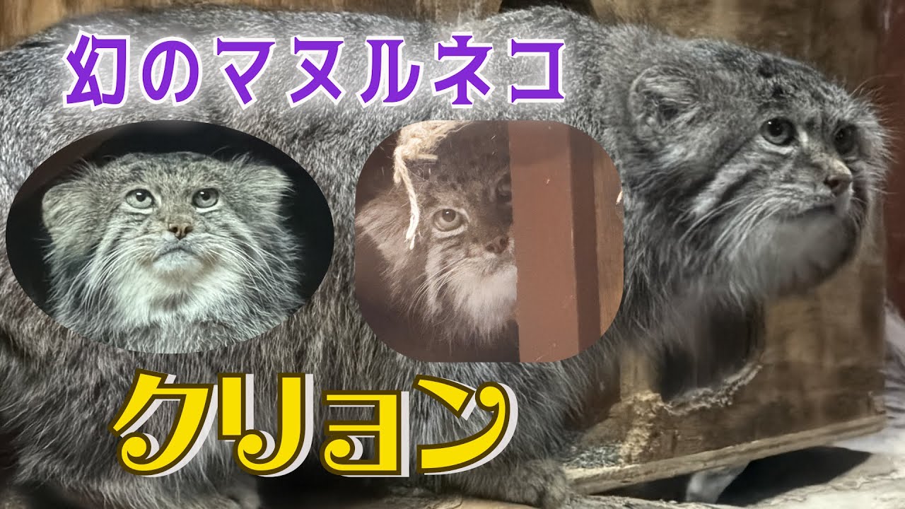 幻のマヌルネコ🐾クリョン UENO ZOO manul